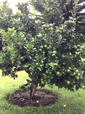 Lemon tree in Tababela, Ecuador