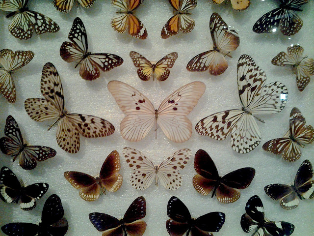 royal alberta museum butterflies