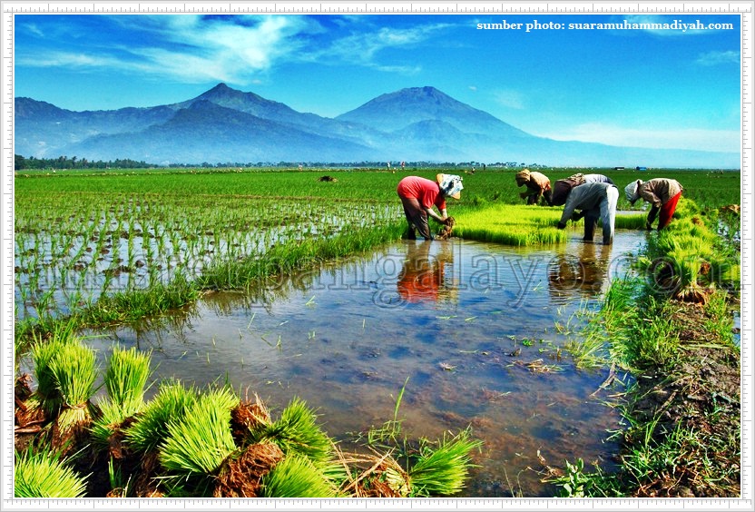 gambar petani menanam padi di sawah kartun Terbaru 21 Gambar  Petani  Kartun  Di  Sawah 