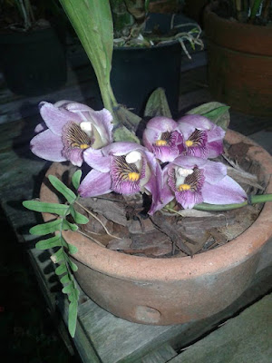 Bifrenaria atropurpurea orchid plant care and culture