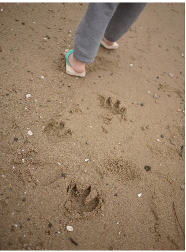 ... : Friday I'm in Love: Ashiato- Slippers with Animal Footprints