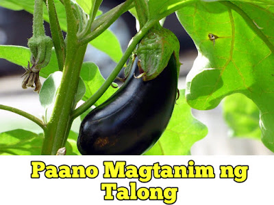 Paano Magtanim ng Talong