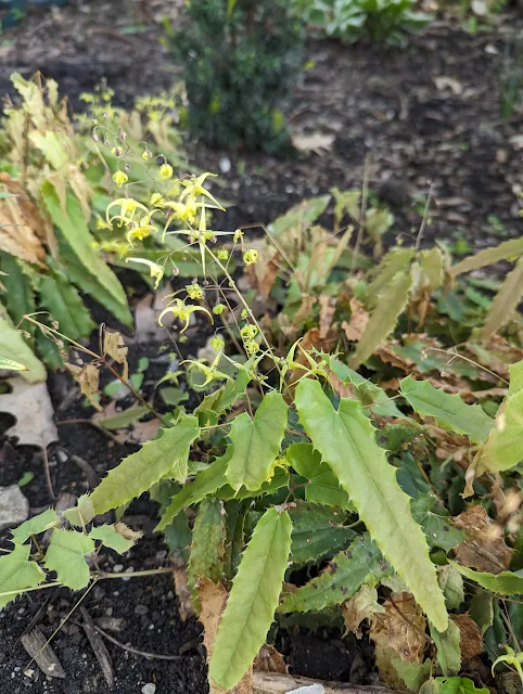 Spine Tingler Epimedium Yellow Flowers Jester Hat