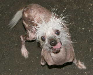 Rascal was the original winner of the 1st ugliest dog in the world contest in 2002