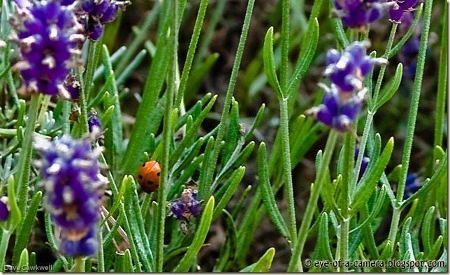 small view-1-2