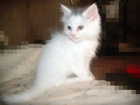 feline conjunctivitis