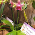 Phalaenopsis Liodoro