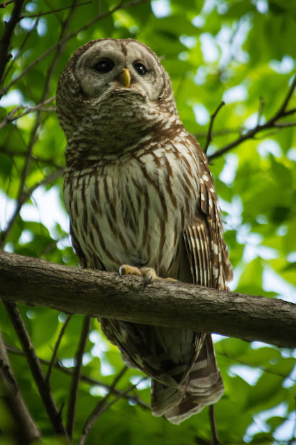 Barred Owl, Colleyville Nature Center