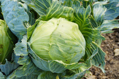 Cabbage / पत्ता गोभी