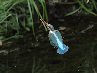 カワセミの水中より飛び出し⑤