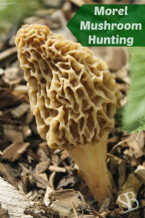 http://www.sustainableblessings.com/2014/04/morel-mushroom-hunting.html