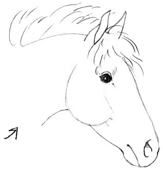 Tekenen: How to draw the head of a horse