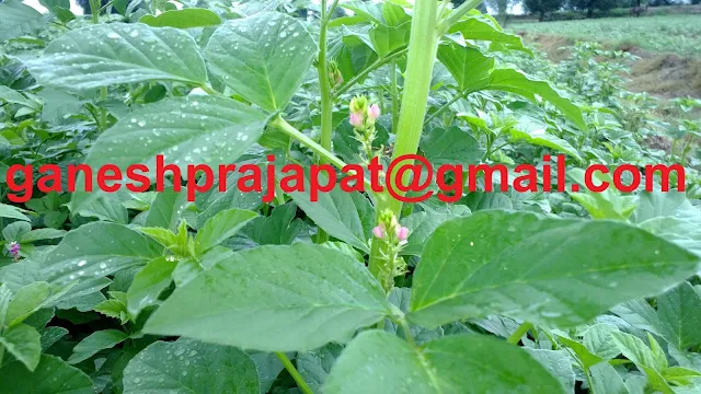 guar, guar gum, guar gum news, guar gum export-2017, guar gum export-2018, guar gum demand-2017, guar gum demand-2018, guar gum production, guar gum cultivation, guar gum cultivation consultancy, Guar, guar gum, guar price, guar gum price, guar demand, guar gum demand guar seed production, guar seed stock, guar seed consumption, guar gum cultivation, guar gum cultivation in india, Guar gum farming, guar gum export from india,Fundamentally Guar seed and guar gum are very strong , Guar, guar gum, guar price, guar gum price, guar deamand, guar gum demand, guar seed production, guar seed stock, guar seed consumption, guar gum cultivation, guar gum cultivation in india, Guar gum farming, guar gum export from india , guar seed export, guar gum export, guar gum farming, guar gum cultivation consultancy, today guar price, today guar gum price, ग्वार , ग्वार गम, ग्वार मांग, ग्वार निर्यात , ग्वार उत्पादन, ग्वार कीमत, ग्वार गम मांग 