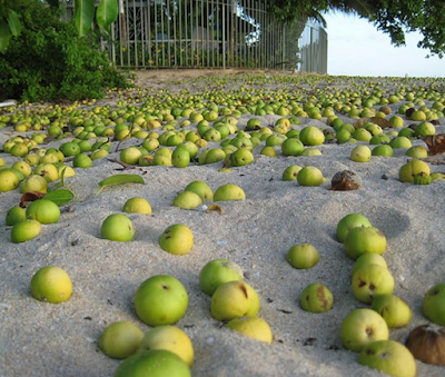 Inilah Pokok Paling Beracun Di Dunia