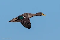 Birds in Flight with Canon EOS 70D: Yellow-Billed Duck