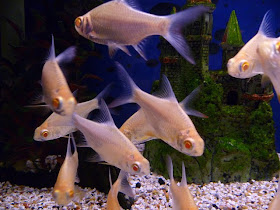 Tropical Aquarium Fish Tinfoil Barbs Albino Pictures