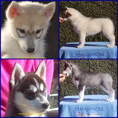 Foto Cachorros Husky Siberiano Gruyangaz