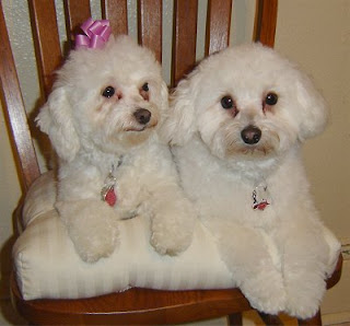 Anakan Anjing Maltipoo