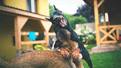 Adult black Doberman