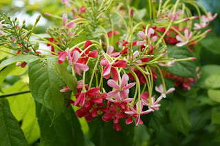 الياسمين الأحمر... Red jasmine