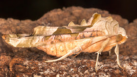 Angle Shades, Phlogophora meticulosa.  Near my light trap in Hayes on 21 May 2014.