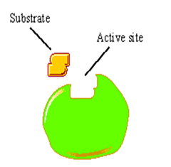 Enzymes