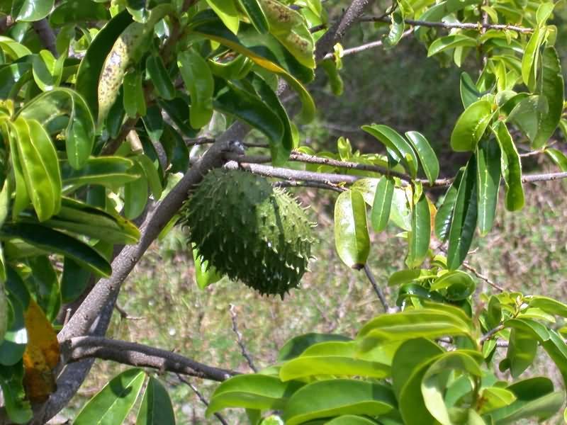 Durian Belanda - pencegah kanser  SK Jeram Batu 20