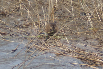 Muskusrôt - Muskusrat - Ondatra zibethicus