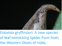 http://sciencythoughts.blogspot.co.uk/2016/12/eriovixia-gryffindori-new-species-of.html