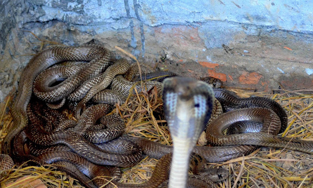 সাপের পিক বা সাপের পিকচার