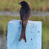 இரட்டைவால் கரிக்குருவி [ Black Drongo]