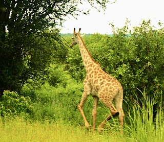 Giraffe Chobe National Park Botswana