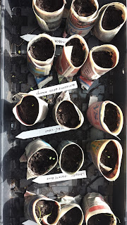 Tray of fifteen paper pots filled with medium in a tray, seed markers