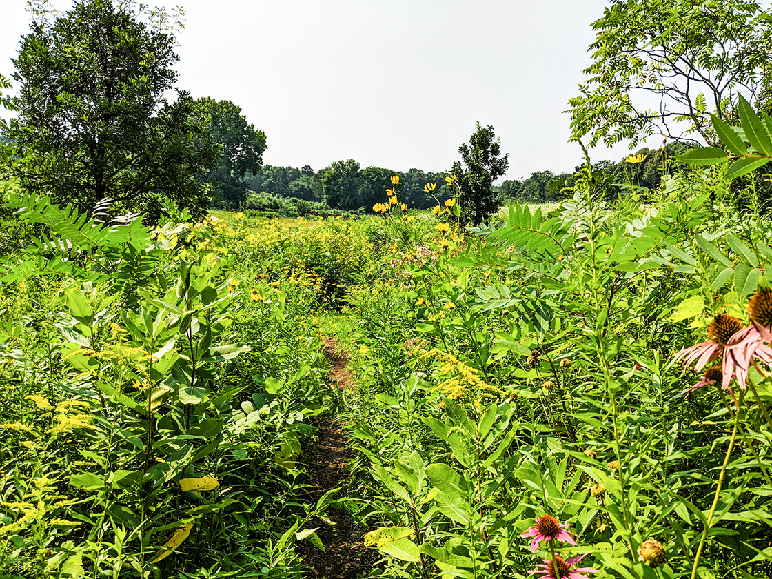 Trail through the Biocore Prairie at UW Lakeshore Preserve