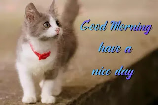 Good morning cat images