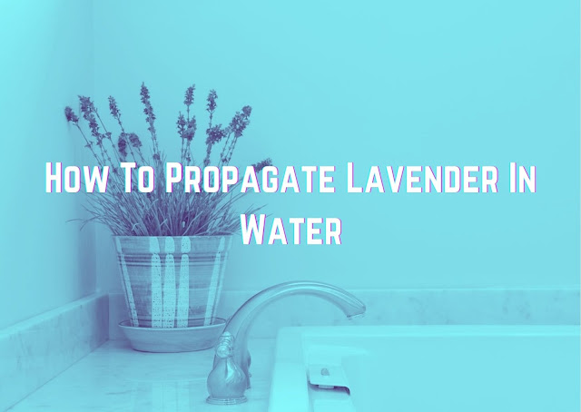 How To Propagate Lavender In Water