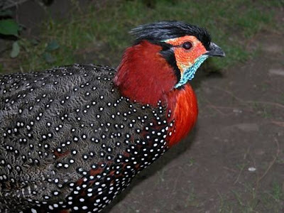 Beautiful Birds of Himalayas -