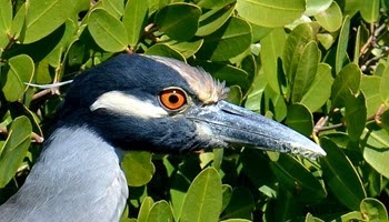 yellow crowned night herons are not the least bit skittish