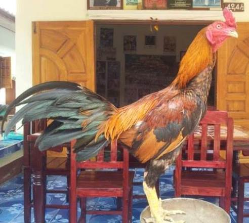 Jual jual ayam  bangkok di website dan facebook Ayam  