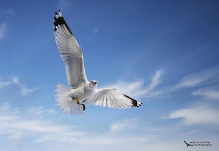   Ring-billed gull, Goéland à bec cerclé (Larus delawarensis)- Mircea Costina