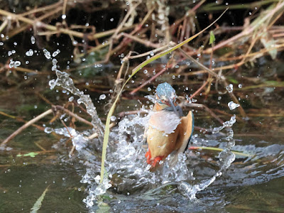 カワセミの水面飛出し 4-4