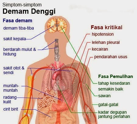 .: The Love Dimension :.: CARA MENCEGAH DEMAM DENGGI