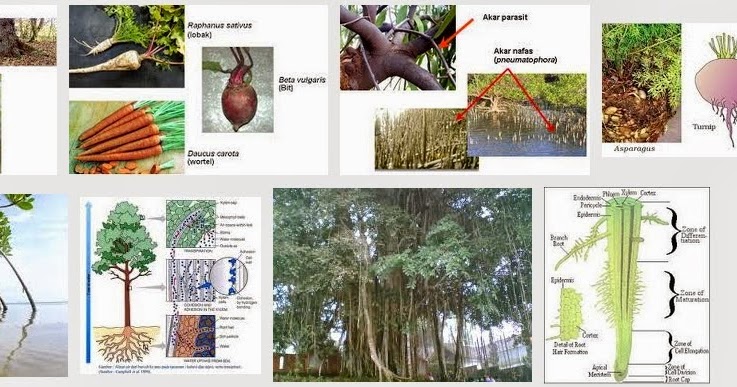 Fungsi Modisikasi Akar Tumbuhan  Dunia Tumbuhan