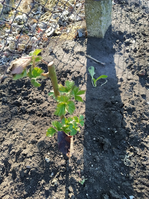 Sprouting, Raspberry Plant, Yambol,