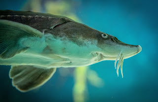 a close up of a sturgeonfish