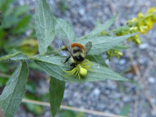 Photo de Thomise capturant un bourdon