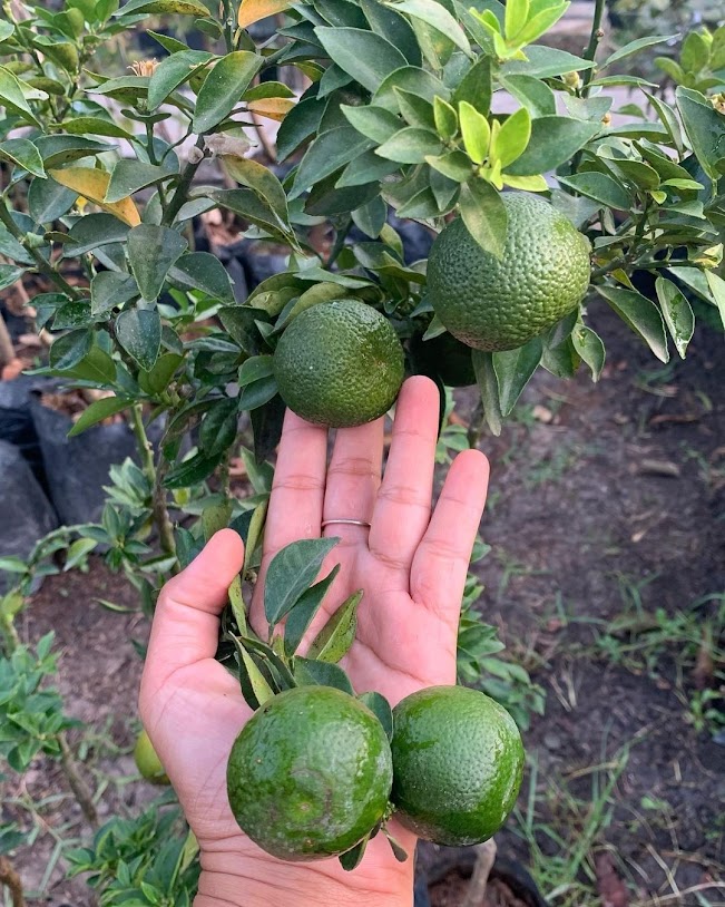 jual pohon buah bibit jeruk brazil yang paling bagus jakarta selatan Mojokerto