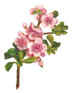 flower apple blossom image