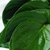 Benefits Of Betel Leaves Traditional For Health