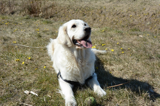 Golden Retriever